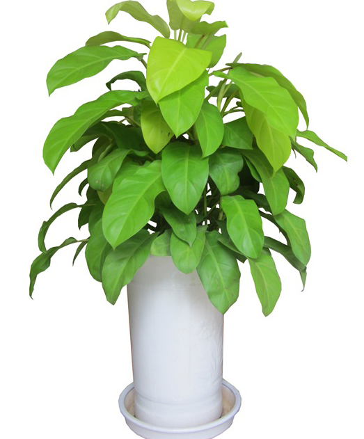 Cây Trầu Bà Vàng