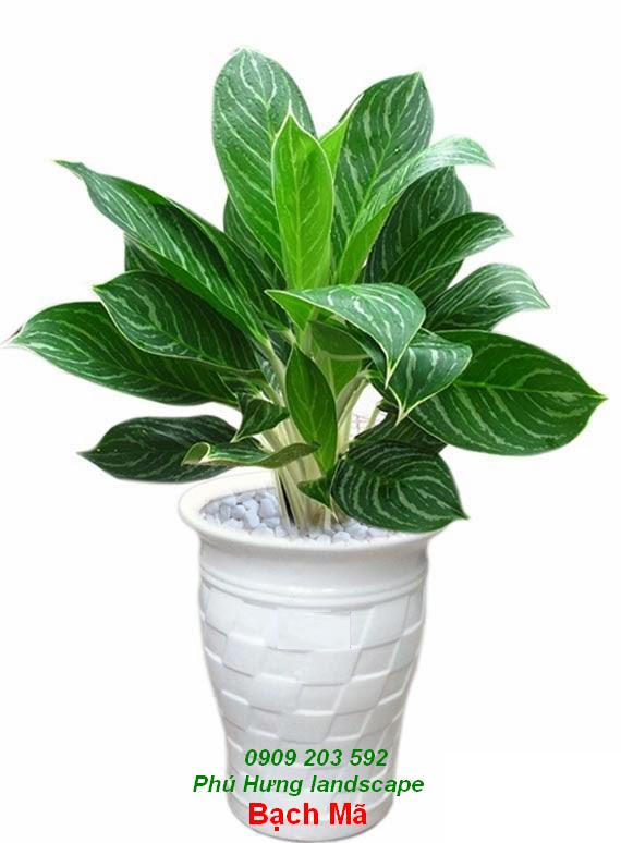 Cây Bạch Mã Hoàng Tử