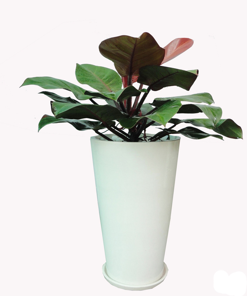 Cây Đế Vương Đỏ