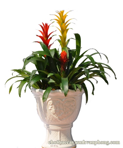 Cây Phong Lộc Hoa