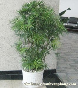 Cây Trúc Mây Đài Loan