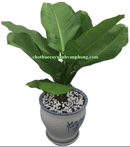 Cây Đại Phú Gia