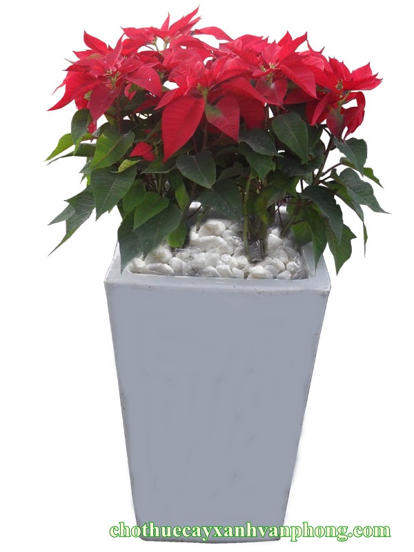 Cây Trạng Nguyên