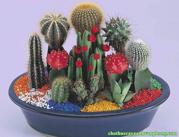 Cây Xương Rồng Màu