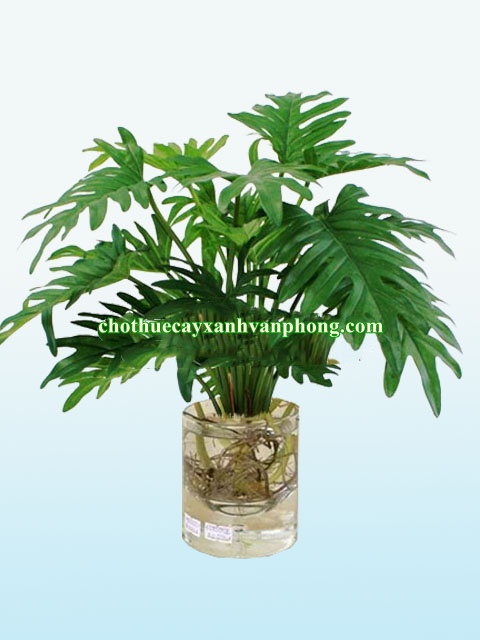 Cây Trầu Bà Khía