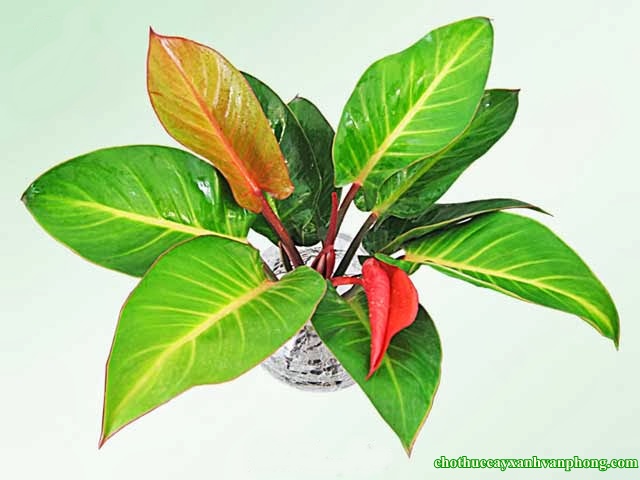 Cây Đế Vương Đỏ