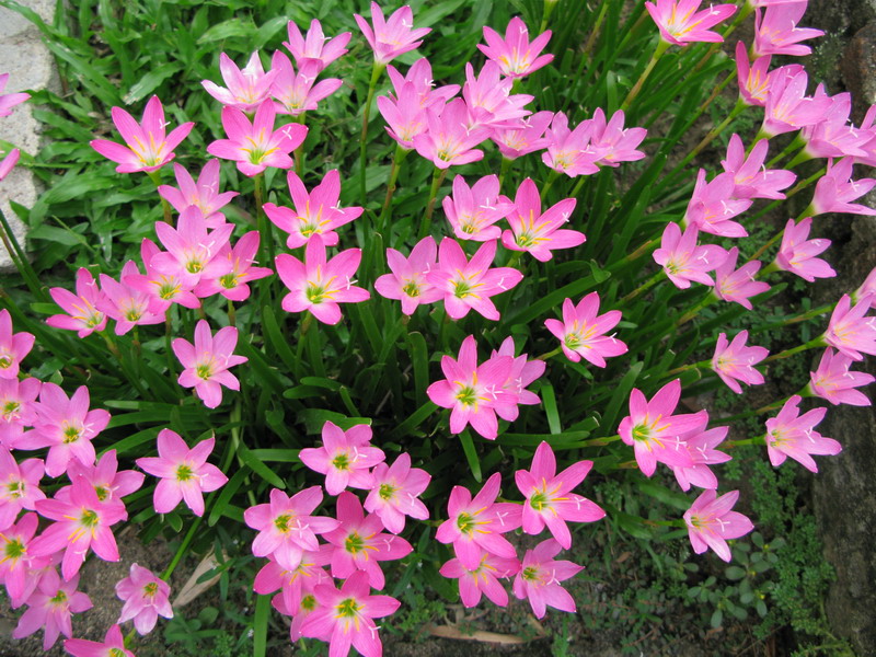 Cây Tóc Tiên Hồng