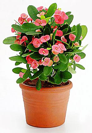 Cây Xương Rồng Bát Tiên