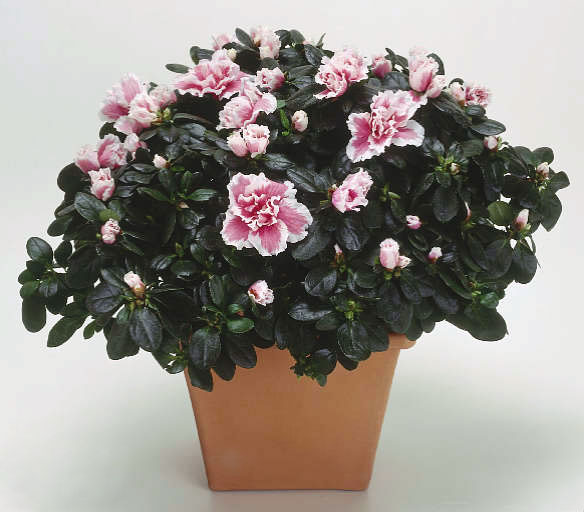 Cây Hoa Đỗ Quyên