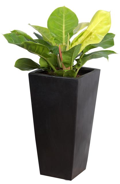 Cây Đế Vương Vàng