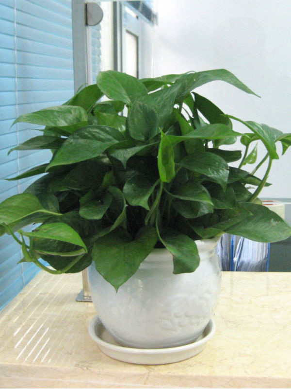 Cây Trầu Bà Xanh