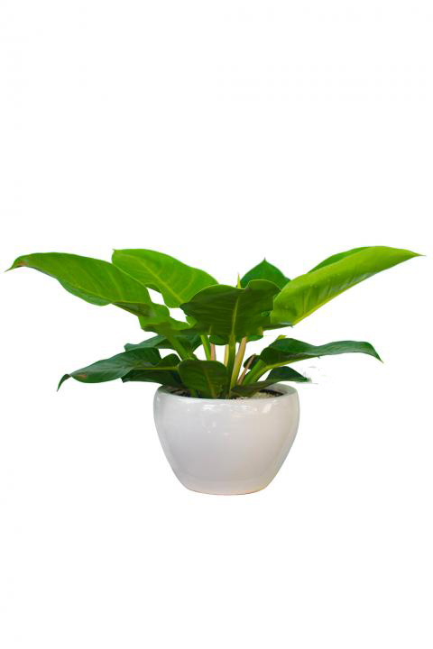 Cây Đế Vương Vàng