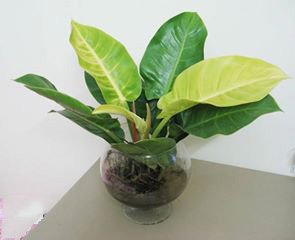 Cây Đế Vương Vàng