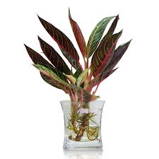 Cây Bao Thanh Thiên