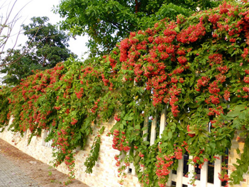 Cây Sử Quân Tử